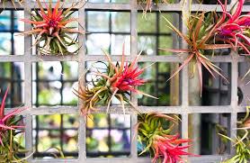 Taking care of a new plant is never easy, especially if you aren't familiar with what they need or like the best. Guide To Growing Air Plants Care Decorating Tips Designing Idea
