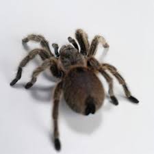 Spiders Of The Mojave Desert Animals Mom Me