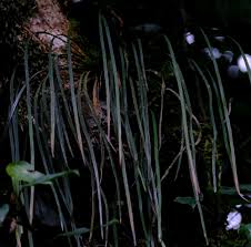 Image result for Vittaria reekmansii