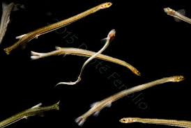 Image result for Vandellia