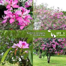 Image result for Bauhinia macrantha
