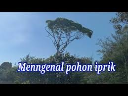 Ciri Ciri Pohon Iprik Preh Youtube