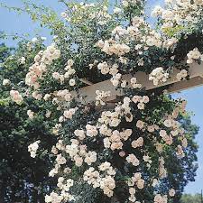 Роза плетистая фламментанц (climber rose flammentanz) кордес (kordes). New Dawn Climbing Rose Climbing Jung Seed Company