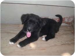 Australian shepherd mix puppies ohio. Wauseon Oh German Shepherd Dog Meet Shepherd Mixed Puppies A Pet For Adoption