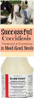 Successful Coccidiosis Treatment And Prevention In Meat Goat Herds