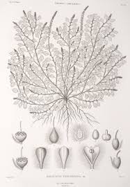 Image result for Droguetia