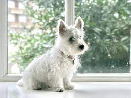 A Beginner S Guide On How To Properly Groom Your Westie The Rebel Chick
