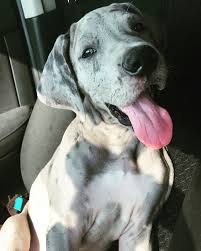 Stella is a 1 year old great dane. 2 Month Old Great Dane Puppy Great Dane Puppy Great Dane Puppies