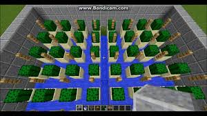 After doing so, you can place raw food how can i use multiple hoppers fo fill one chest? Using Only One Hopper To Collect Cactus Minecraft Youtube