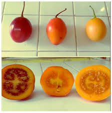 Image result for Solanum betaceum