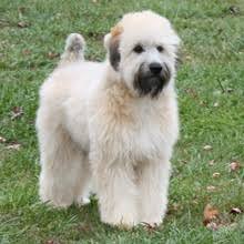 Soft coated wheaten terrier puppies for sale. ØªØ¹Ø§Ø·Ù Ø¹Ø·Ù ØªØ­Ø§Ø¶Ù† ÙŠØµÙ„ Ø¹Ø±Ø¨ Soft Coated Wheaten Terrier Puppies For Sale Psidiagnosticins Com
