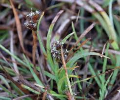 Image result for Fimbristylis dichotoma