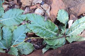 Image result for Elytraria