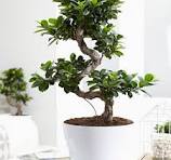 Bonsai Ficus 'Ginseng' S-shape