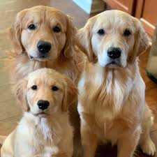 11 Big Fluffy Dog Breeds Perfect To Cuddle With Dogbeast Retriever Puppy Golden Retriever Facts Fluffy Dog Breeds