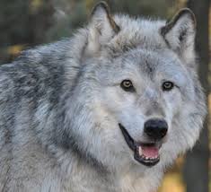 See 55 photos and 4 tips from 395 visitors to international wolf center. Meet Our Wolves International Wolf Center