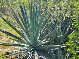 Image result for Agave sisalana