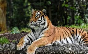 Arti Mimpi Macan Harimau Terlengkap Paramimpi Paranormal Mimpi