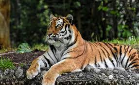7 arti mimpi tentang harimau terbaru dan terpercaya. Arti Mimpi Macan Harimau Terlengkap Paramimpi Paranormal Mimpi