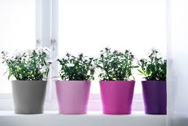Decor Items We D Envision With Ikea S Augmented Reality App Ikea Plants Small Indoor Plants Indoor Plant Pots