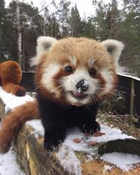 Pin On Giant Pandas And Red Pandas Super Cute Photos Pics