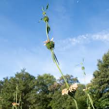 Image result for Leonotis nepetifolia