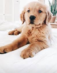 Pin By Kaci Giles On Dogs In 2020 Puppies And Kitties Cute Dogs Dogs