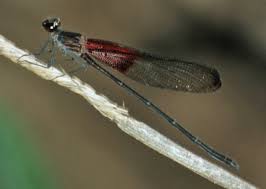 Image result for Tinnea apiculata