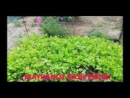 Maydanozda Gubreleme Uygulamalari Yuzde Yuz Tarim Ciftci Tv Youtube