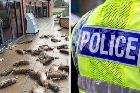 Suzuki vehicle found after animals dumped outside Broughton shop |  Salisbury Journal