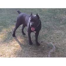 Advice when buying a cane corso. Cane Corso Puppy Dog For Sale In Akron Ohio