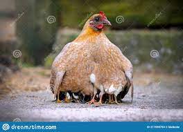 981 Mother Hen Baby Chicks Photos Free Royalty Free Stock Photos From Dreamstime