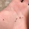 You are less likely to take a dip in your pond if you're attacked by leeches every time you enter. Https Encrypted Tbn0 Gstatic Com Images Q Tbn And9gcqslhtwkhbbqs8qiur33efmqipdpwnz1szjsrkpg Njpqp8jcwn Usqp Cau