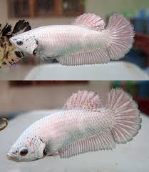 Aquabid Com Halfmoon Plakat Auctions Wed Jun 25 21 14 07 2014 Betta Fish Betta Fish