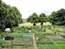 Allotment Garden These Are So Tidy Allotment Gardening Outdoor Gardens Garden Design