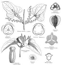 Image result for Dioscoreaceae