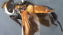 Image result for Terminalia trichopoda