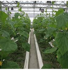 Growing greenhouse cucumbers greenhouse cucumbers can be planted into beds, large containers of potting soil, or growing bags. Egrow 100pcs Pack Purple Cucumber Seeds Garden Farm Vegetable Plants Seeds