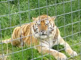 You must book your tour online on the big cat rescue website, or you can call to reserve your spot. Wisconsin Big Cat Rescue Rock Springs 2021 All You Need To Know Before You Go With Photos Tripadvisor