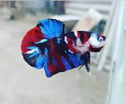 Ohmpk Red Blue Koi Galaxy Betta Betta Fish Siamese Fighting Fish
