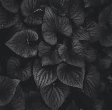 You will definitely choose from a huge number of pictures that option that will suit you. Kpop Themes Black Aesthetic Black Flowers Shades Of Black