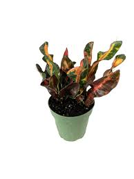 Image result for Codiaeum