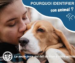 Clinique vétérinaire de Sainte-Marie