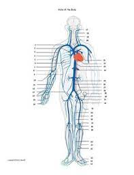 The external carotid artery supplies the areas of the head and neck external to the cranium. Veins Of The Body Assessment Or Worksheet Arteries Anatomy Vascular Ultrasound Interventional Radiology
