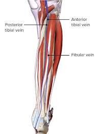 Posterior muscles in the body. Leg Concise Medical Knowledge