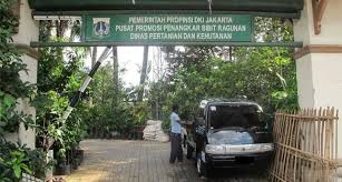 Harga kaktus & sekulen tanaman hias ruangan minimalis indor outdor katalog a. Cari Tabulampot Yuk Mampir Ke Pusat Promosi Bibit Di Ragunan