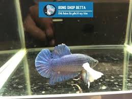 Cach Chọn Mua Dumbo Blue White Tai Bơi To Tại Bống Shop Betta Trong 2020 Betta