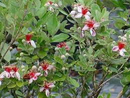 Image result for Feijoa sellowiana
