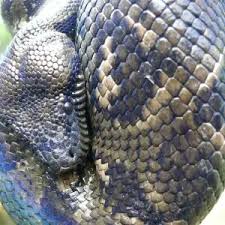 Image result for Salacia madagascariensis