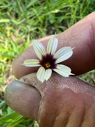 Image result for Sisyrinchium micranthum